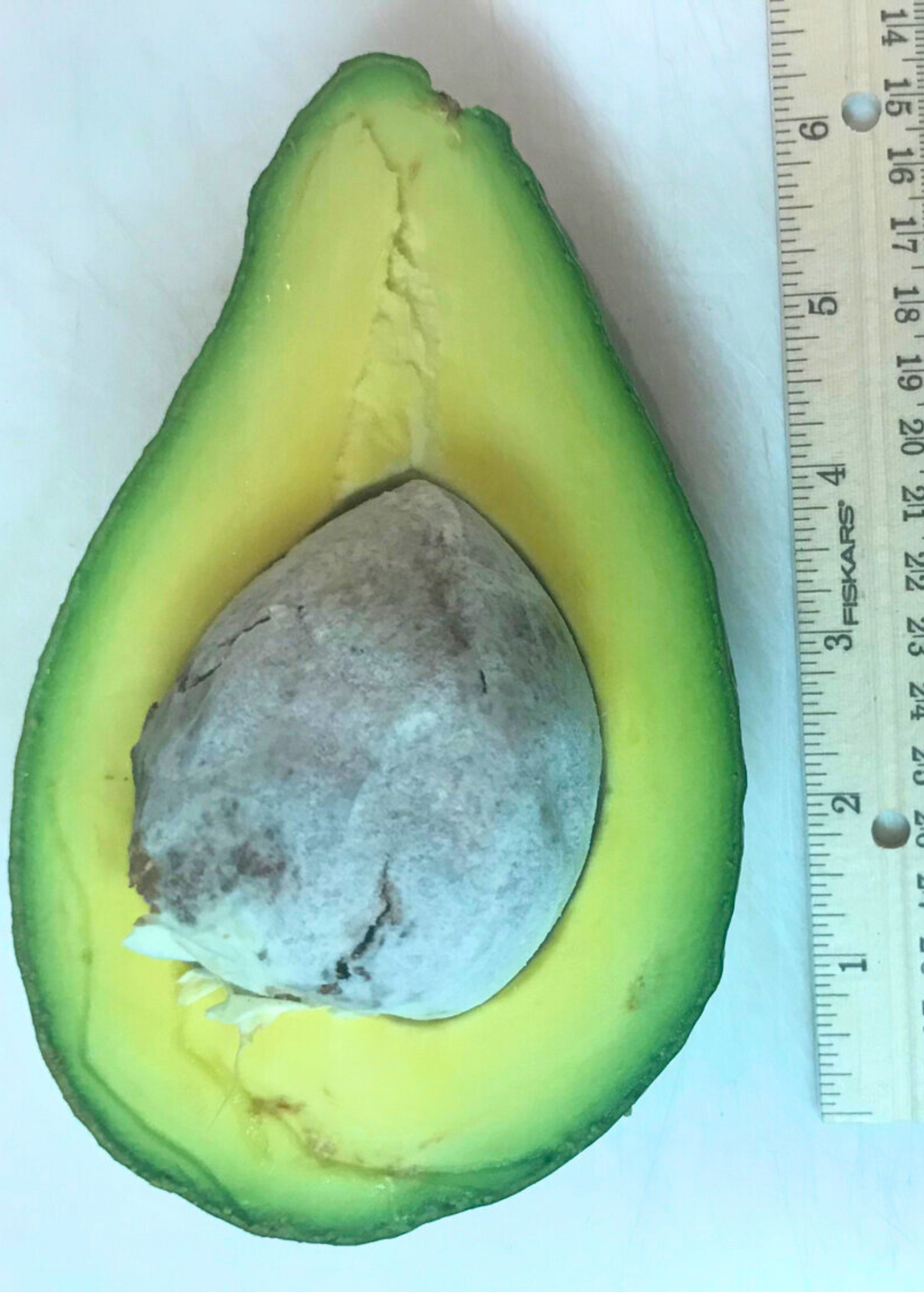 Avocado Tonnage Fruit Tree - Large, Green, High-Yield Persea americana Cultivar