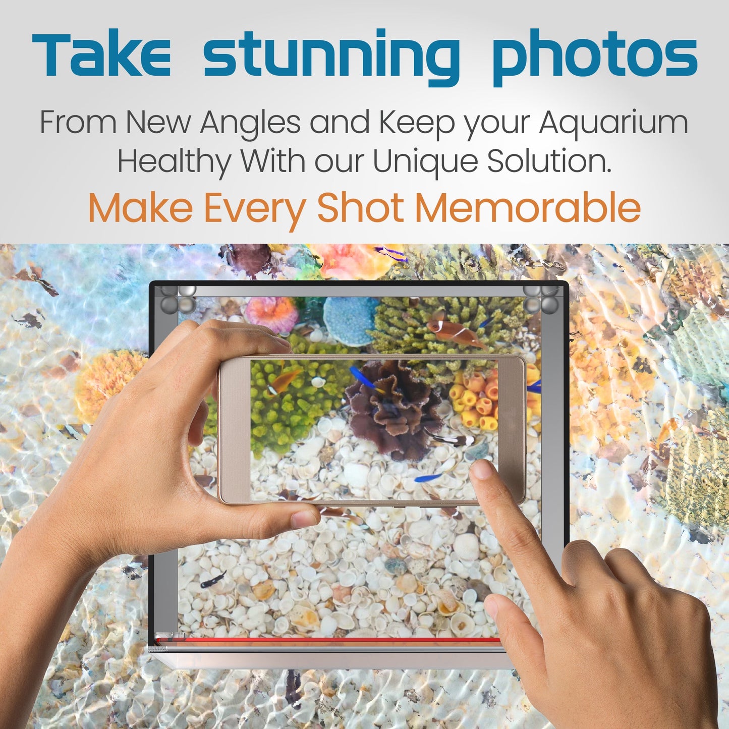 Top Down Viewer Clownfish 8 Panel