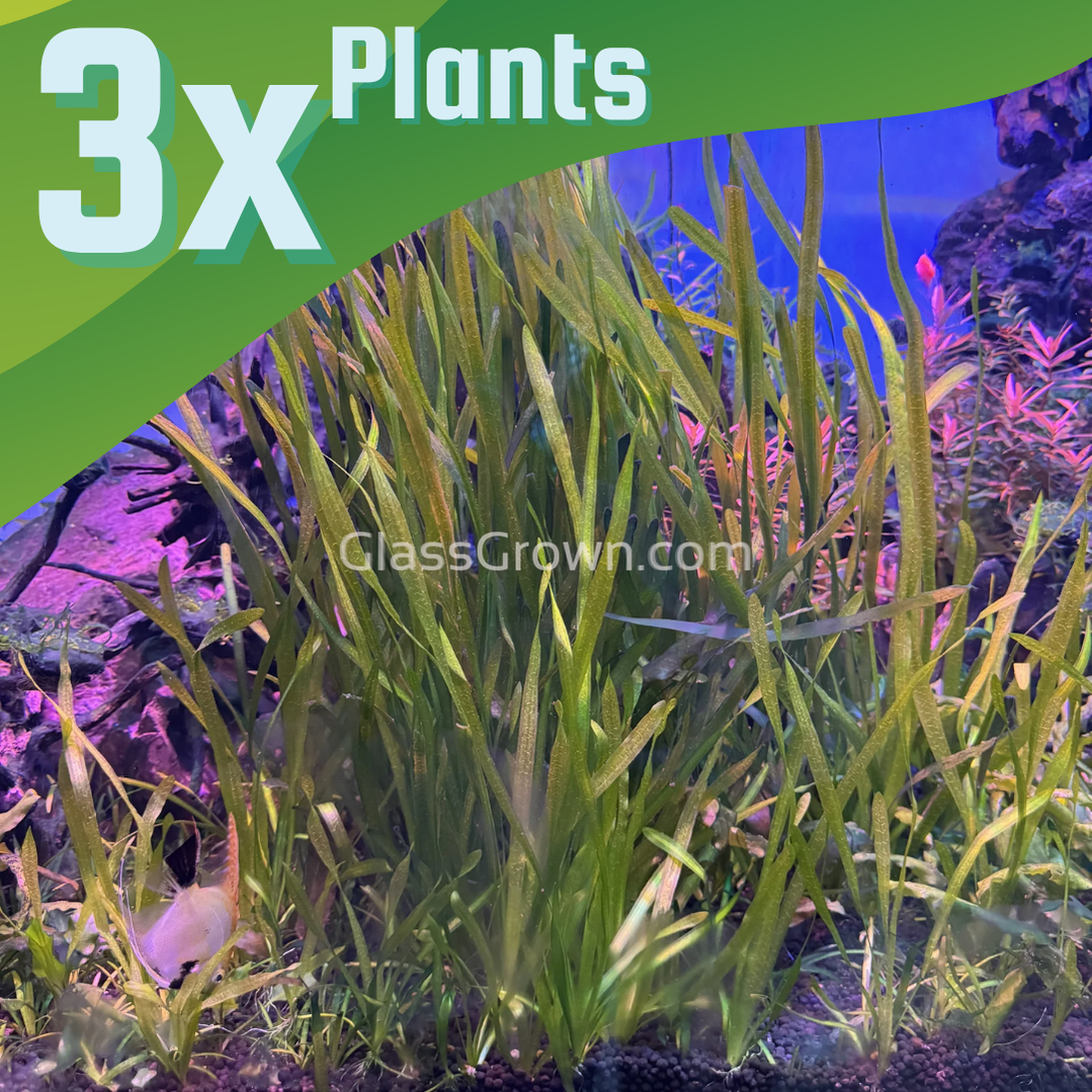 True Sagittaria Subulata