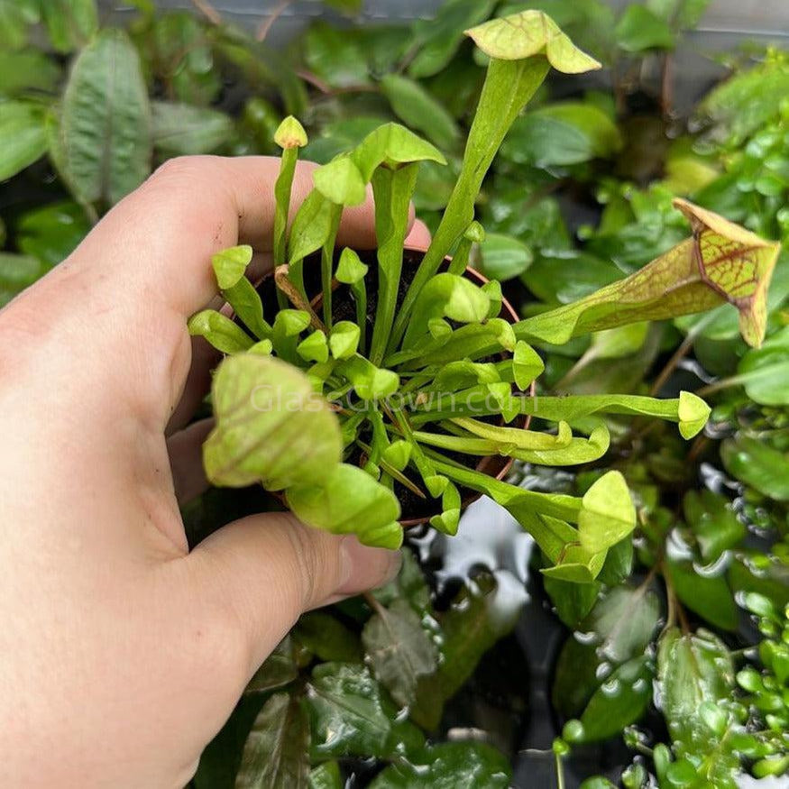 Trumpet Pitcher Carnivorous Plant