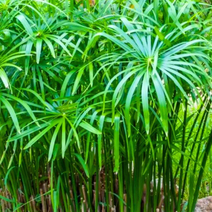 Live Dwarf Umbrella Palm Plant | Cyperus alternifolius gracilis | Marginal Water Garden, Pond, Container, Tropical Aquatic Plant