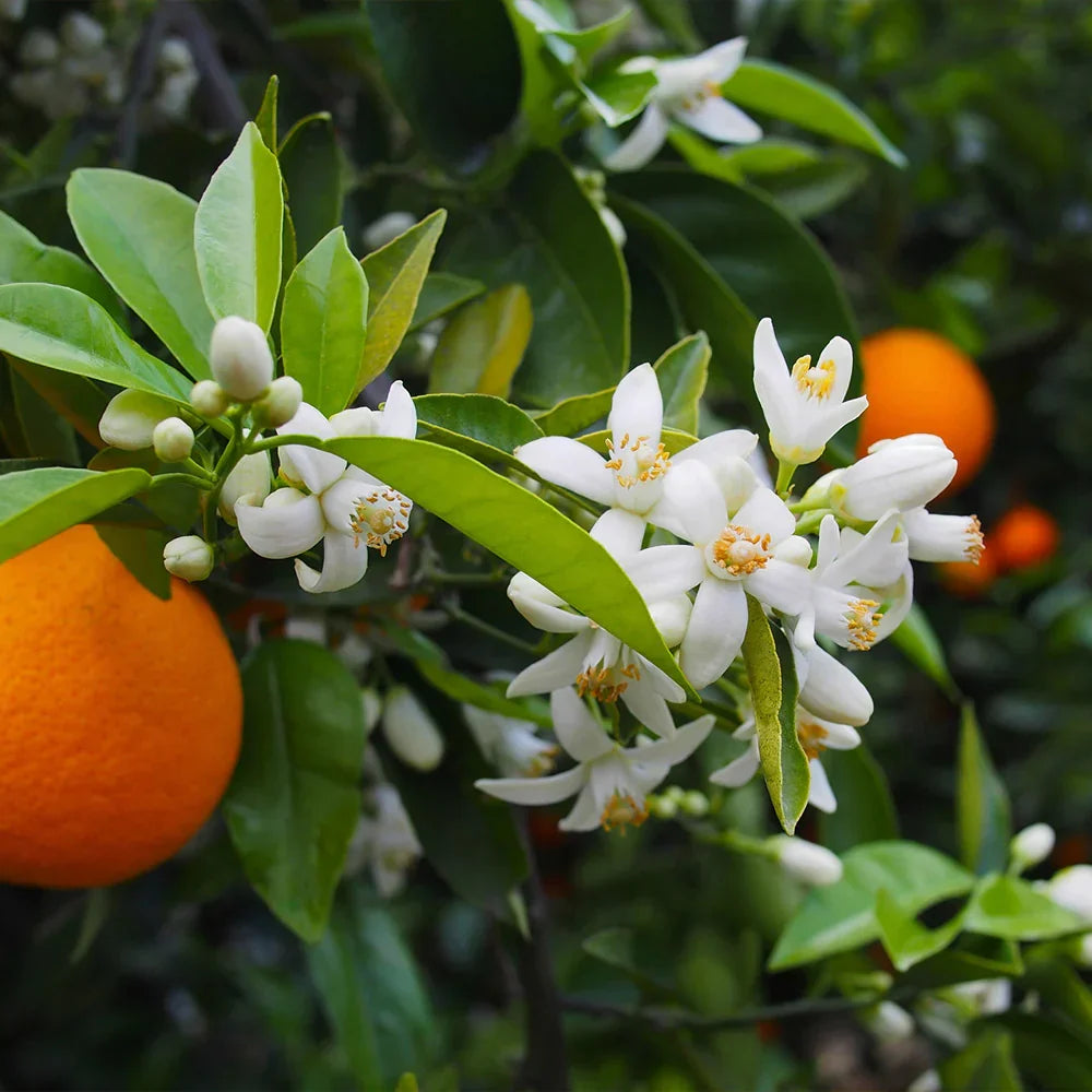 Valencia Orange Cuttings 6-8 Inch Unrooted Citrus sinensis for Grafting, Organic Sweet Juice Scion, Citrus Propagation