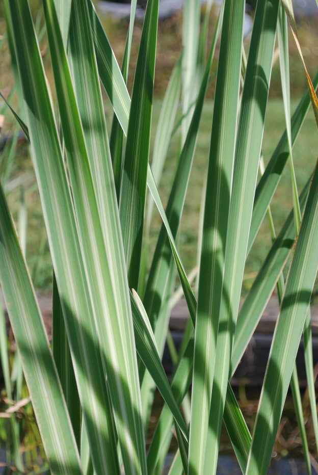 Live Variegated Cattail Typha latifolia variegata - Hardy Aquatic Marginal Pond Plant, Bareroot Water Garden Plant
