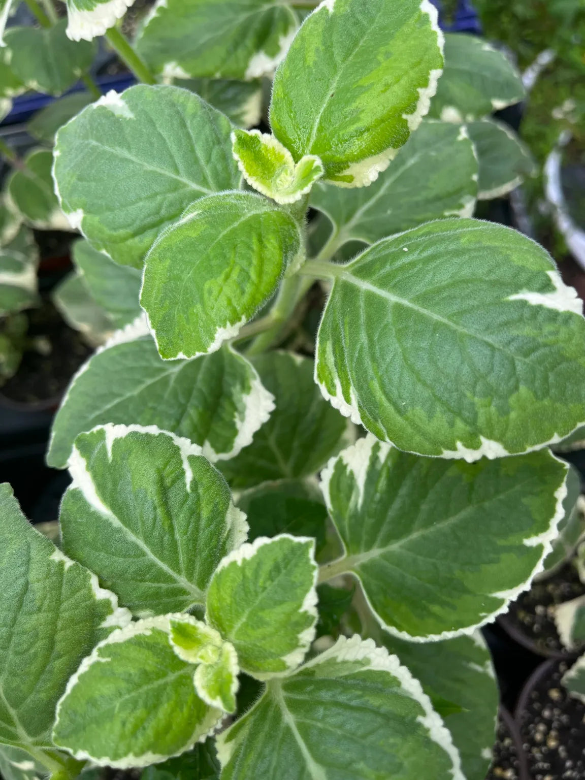 Variegated Cuban Oregano Cuttings – Unrooted Herb Stems for Propagation – Plectranthus amboinicus – Aromatic, Medicinal, Easy to Grow