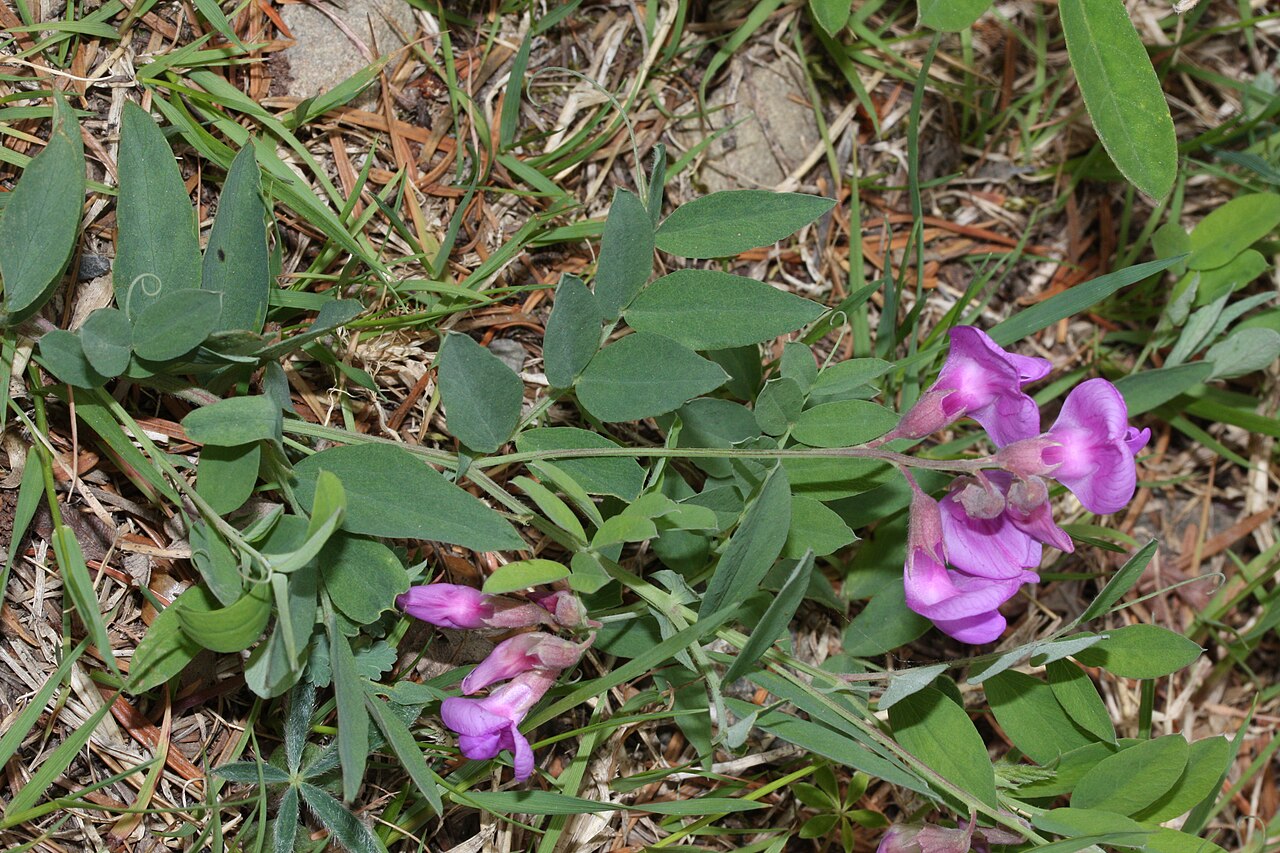 Vicia americana Seeds – American Vetch Native Nitrogen-Fixing Groundcover for Meadows, Slopes & Erosion Control (25 Seeds)