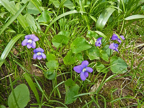 Blue Garden Violet Bare Root Plants – Viola papilionacea, Perennial Ground Cover, Native Shade Flower, Pollinator Friendly