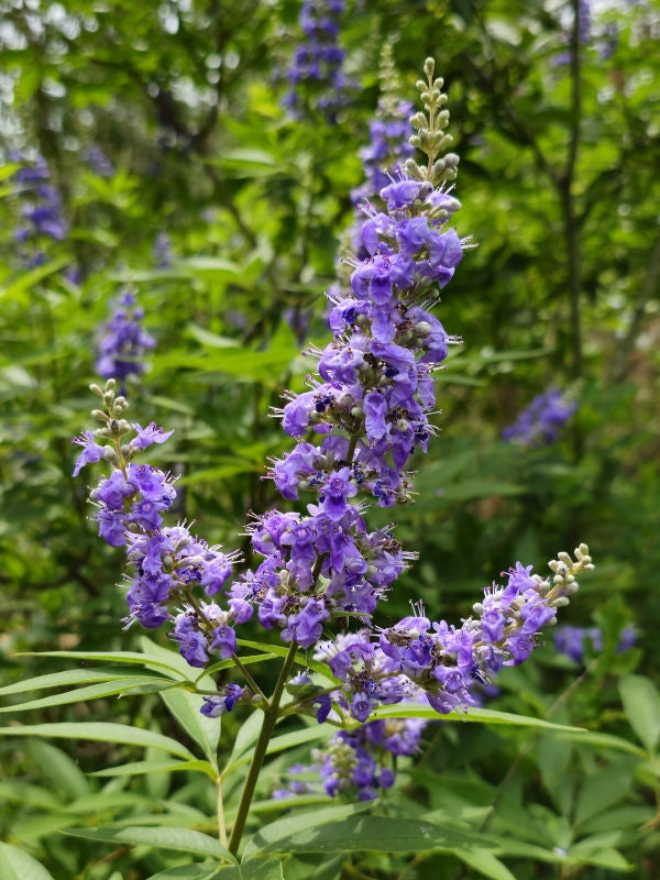 Live Vitex Chaste Tree Plant – Lilac-Purple Fragrant Flowers, Drought-Tolerant Shrub, Butterfly & Hummingbird Magnet, Vitex agnus-castus