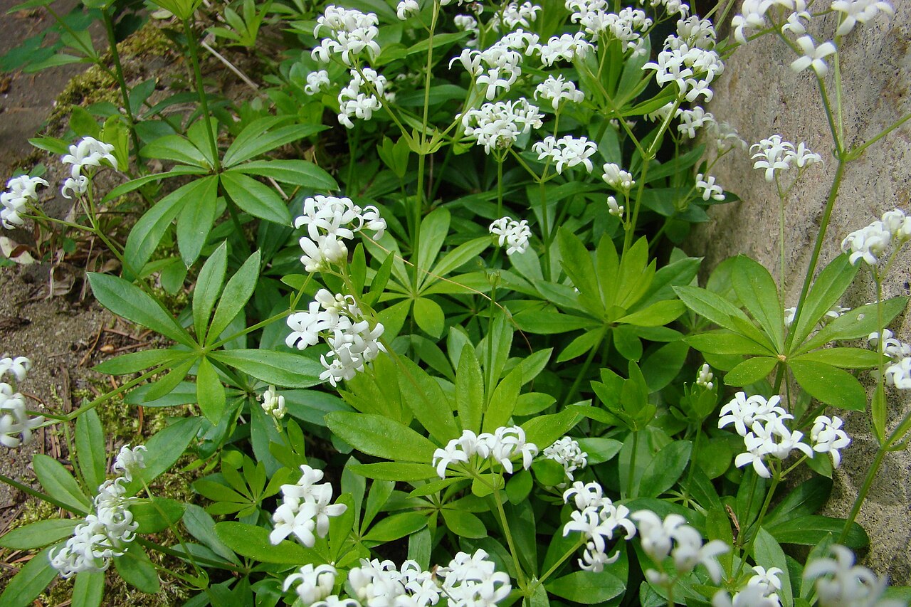 Sweet Woodruff Live Plant Starter – Fragrant Groundcover for Shady Gardens, Woodland Perennial, Galium odoratum