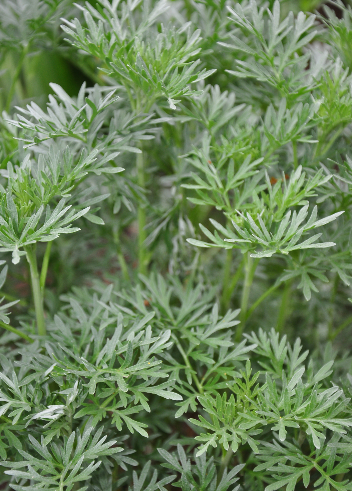 Wormwood Herb Plant, Aromatic Perennial, Artemisia absinthium, Medicinal & Ornamental, Drought Tolerant, Full Sun