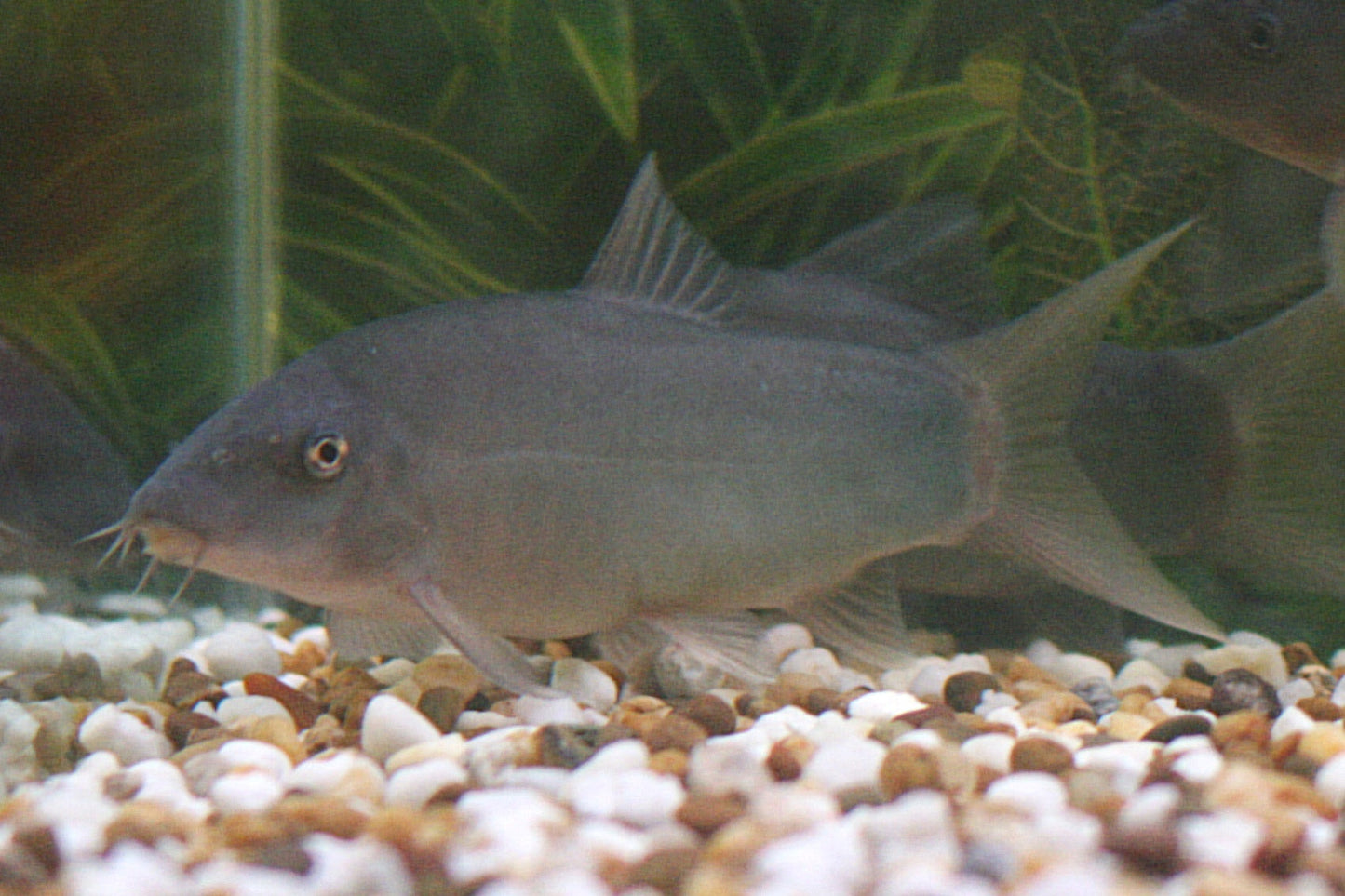 COLORED BOTIA (LOACH)