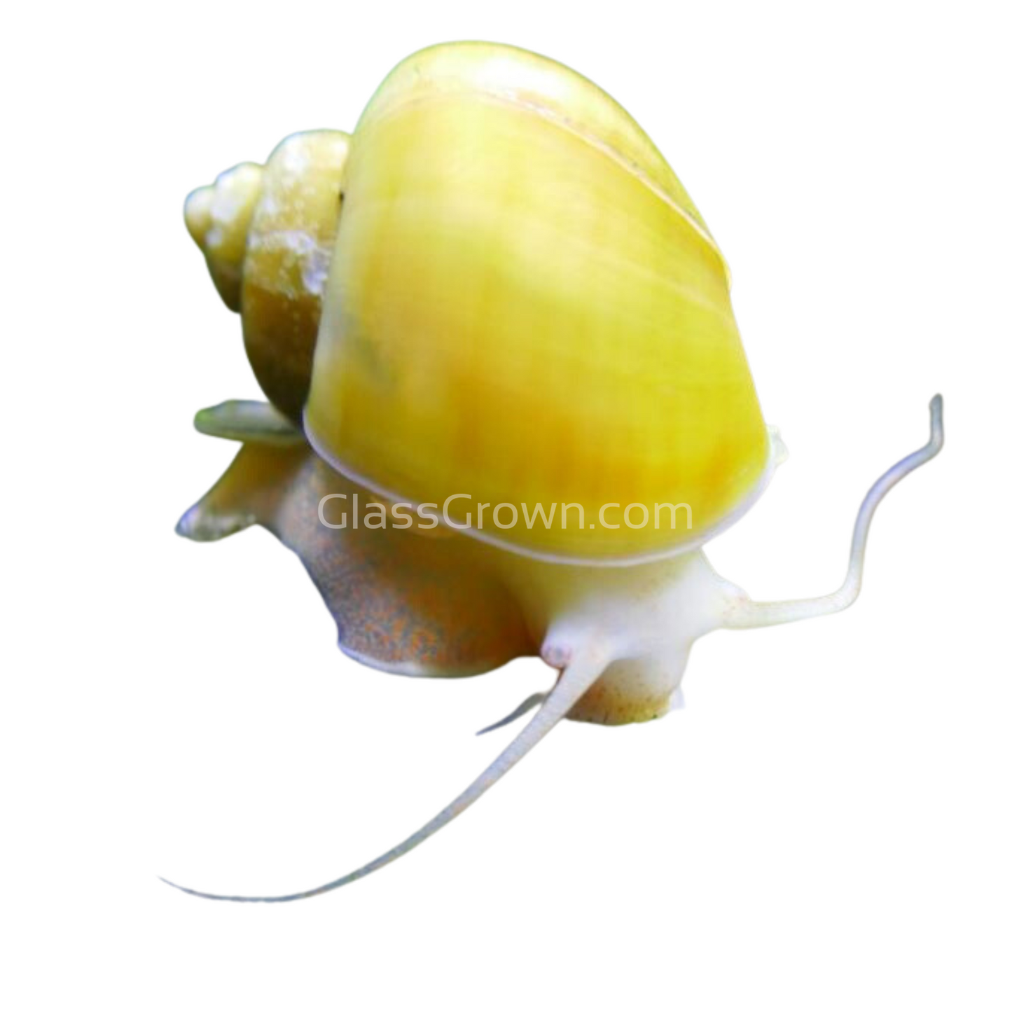 Golden Mystery Snail