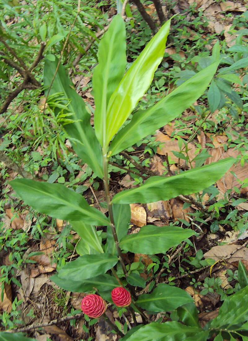 Ginger Shampoo Plant Bareroot 6–8 Inches Zingiber zerumbet Awapuhi Root Tropical Medicinal Ornamental
