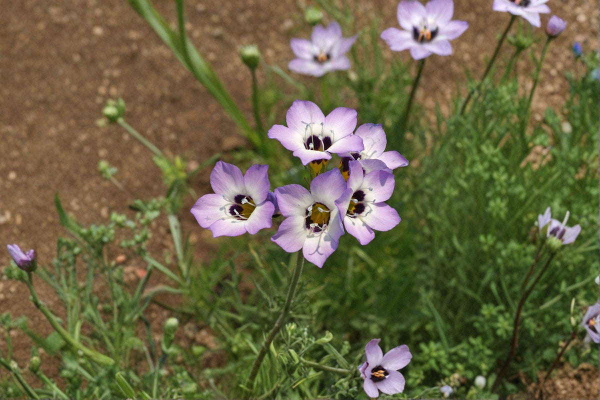 Birds Eyes Wildflower Seeds – Gilia tricolor – California Native Annual for Spring Blooming Gardens