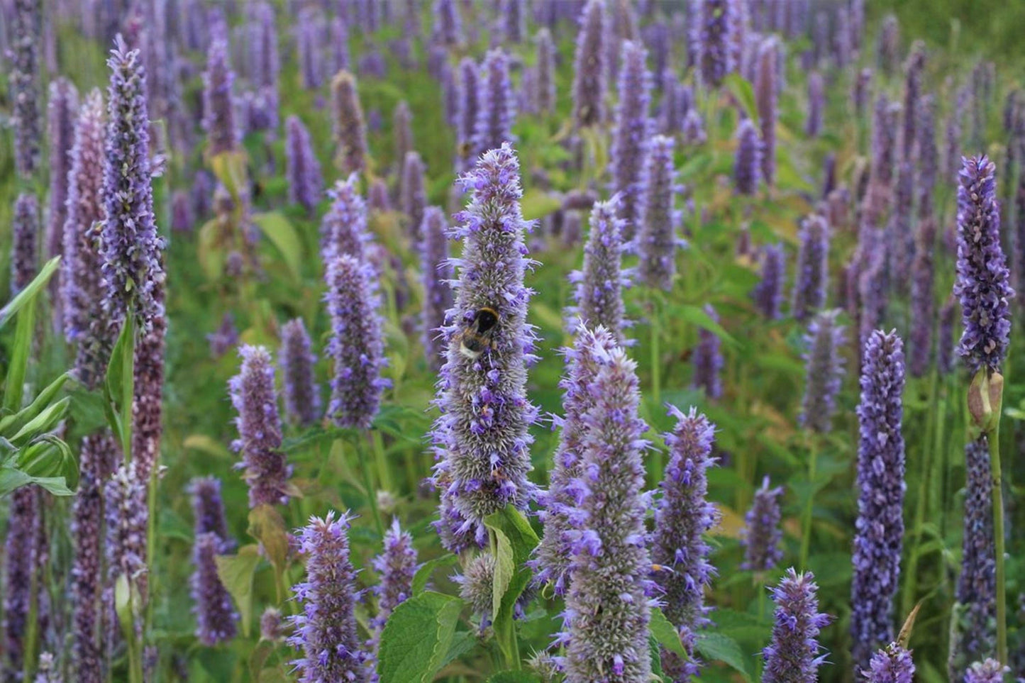 100 Anise Hyssop Seeds – Agastache foeniculum – Native Pollinator Herb – Blue Giant Hyssop for Bees & Butterflies