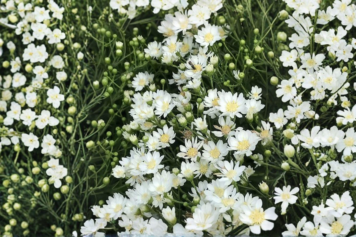 Upland White Goldenrod Seeds – Native Wildflower, Drought Tolerant, Pollinator Plant – Oligoneuron album, Perennial, Full Sun