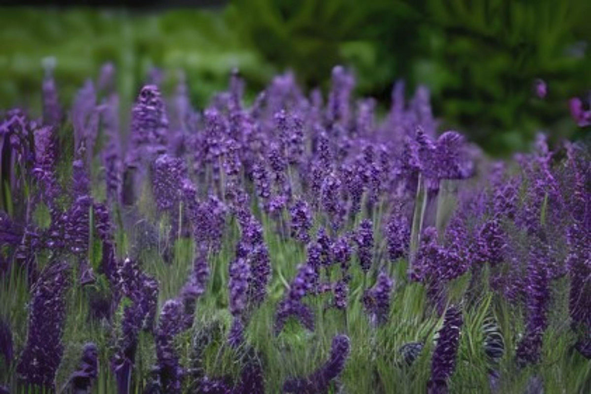 Vera Lavender Seeds, Fragrant English Lavender, Lavandula angustifolia 'Vera' - Heirloom Herb for Gardens & Crafts