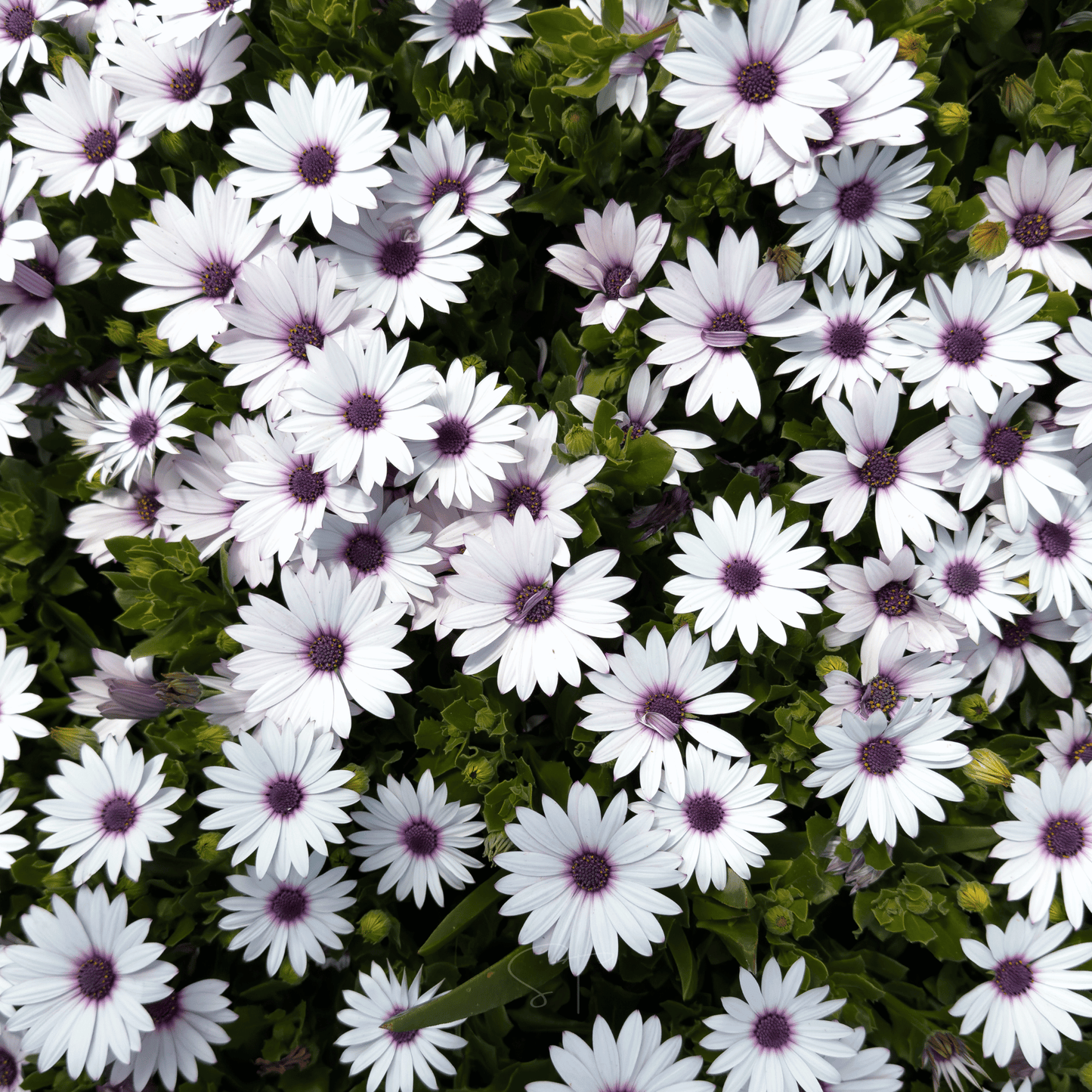 African White Daisy Seeds – 25 Heirloom, Drought-Tolerant, White Flowers, Dimorphotheca pluvialis