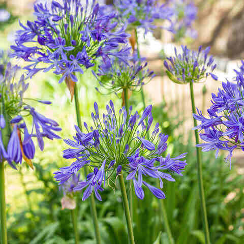 African Blue Agapanthus Live Plant - Bareroot 6–8 Inches Tall, Blue Blooms, Lily of the Nile, Hardy Perennial for Garden Borders and Containers