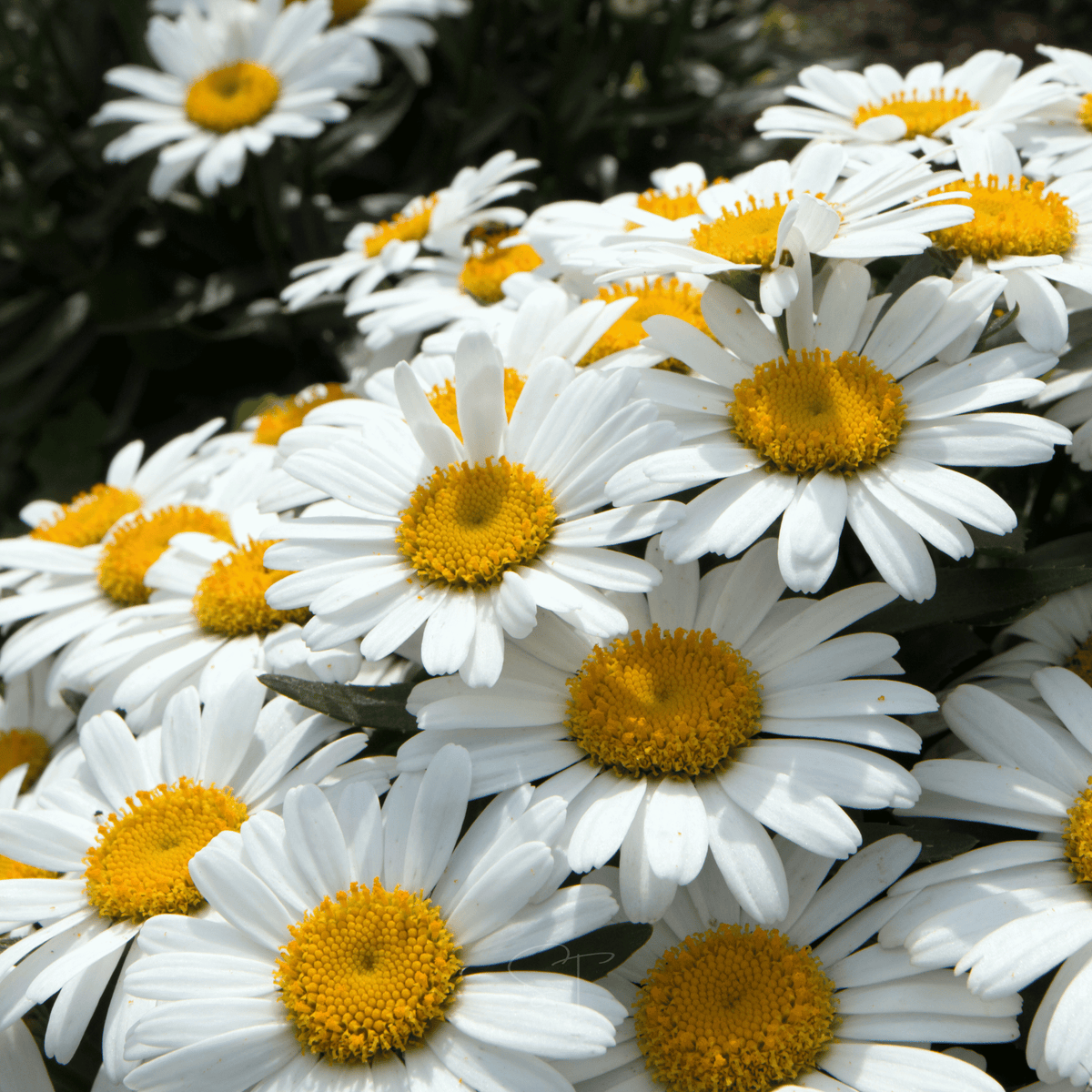 Alaska Shasta Daisy Seeds – Perennial White Flowers with Yellow Centers – Heirloom Chrysanthemum maximum – 100 Seeds