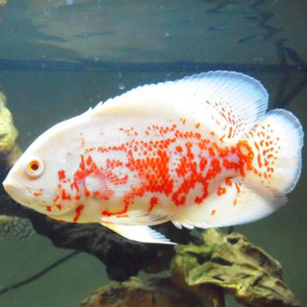 Albino Red Tiger Oscar 2"+
