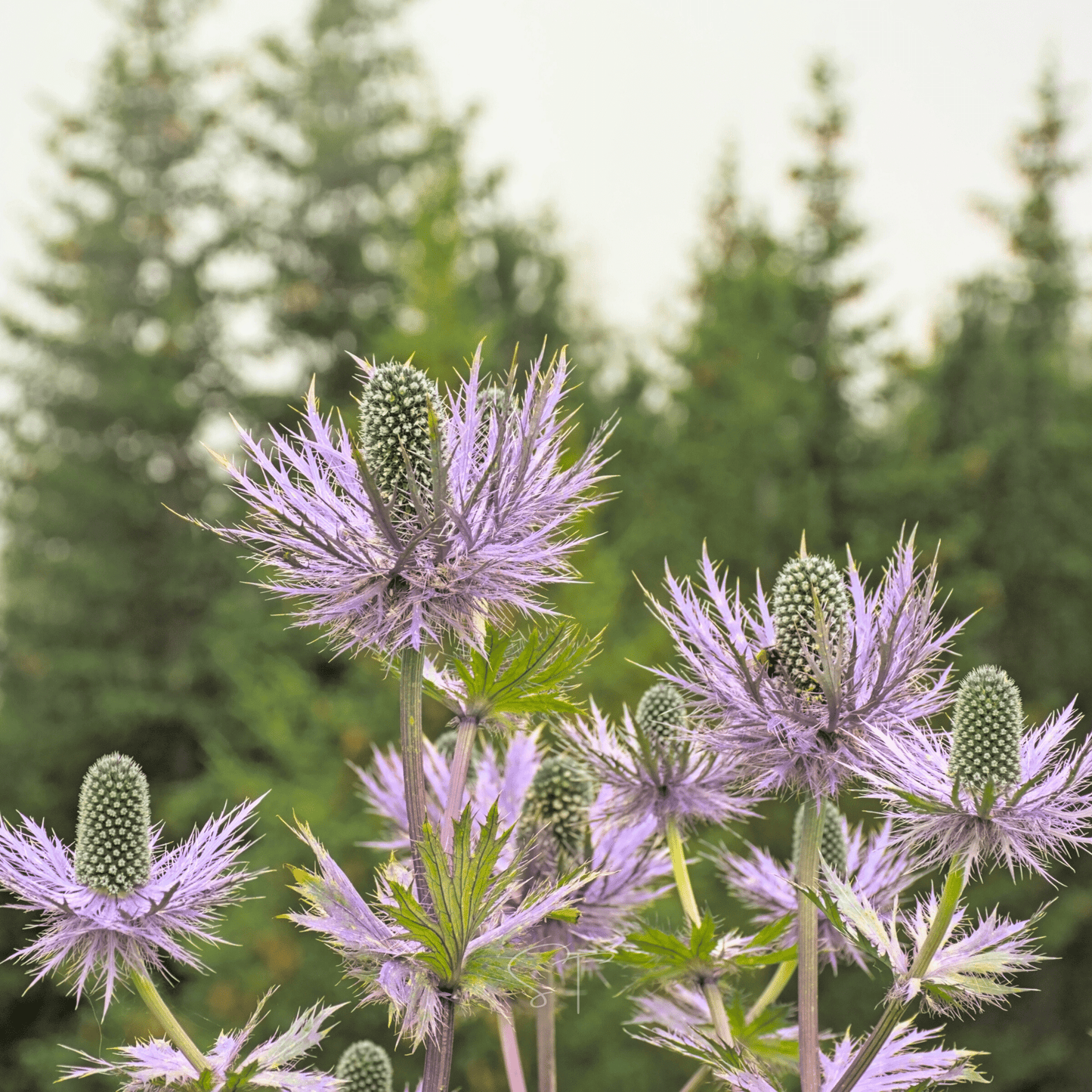 Alpine Sea Holly Seeds - Eryngium alpinum Perennial, Drought Tolerant, Long-Lasting Cut Flower, Architectural Garden Plant, 25 Seeds