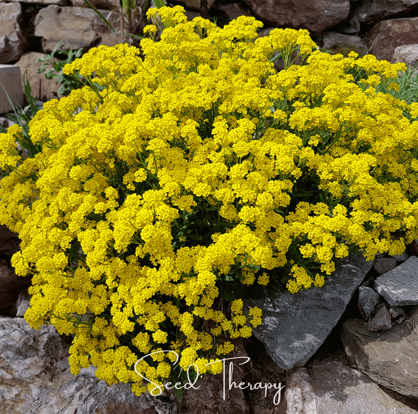 Basket of Gold Alyssum Seeds – Heirloom Perennial, Golden Yellow Flowers, Aurinia saxatilis, Drought-Tolerant, Low-Growing, Full Sun