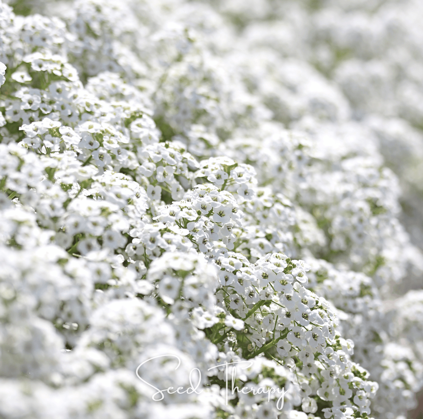 Carpet of Snow Sweet Alyssum Seeds – Lobularia maritima, White Fragrant Ground Cover, Bee-Friendly, 250 Seeds