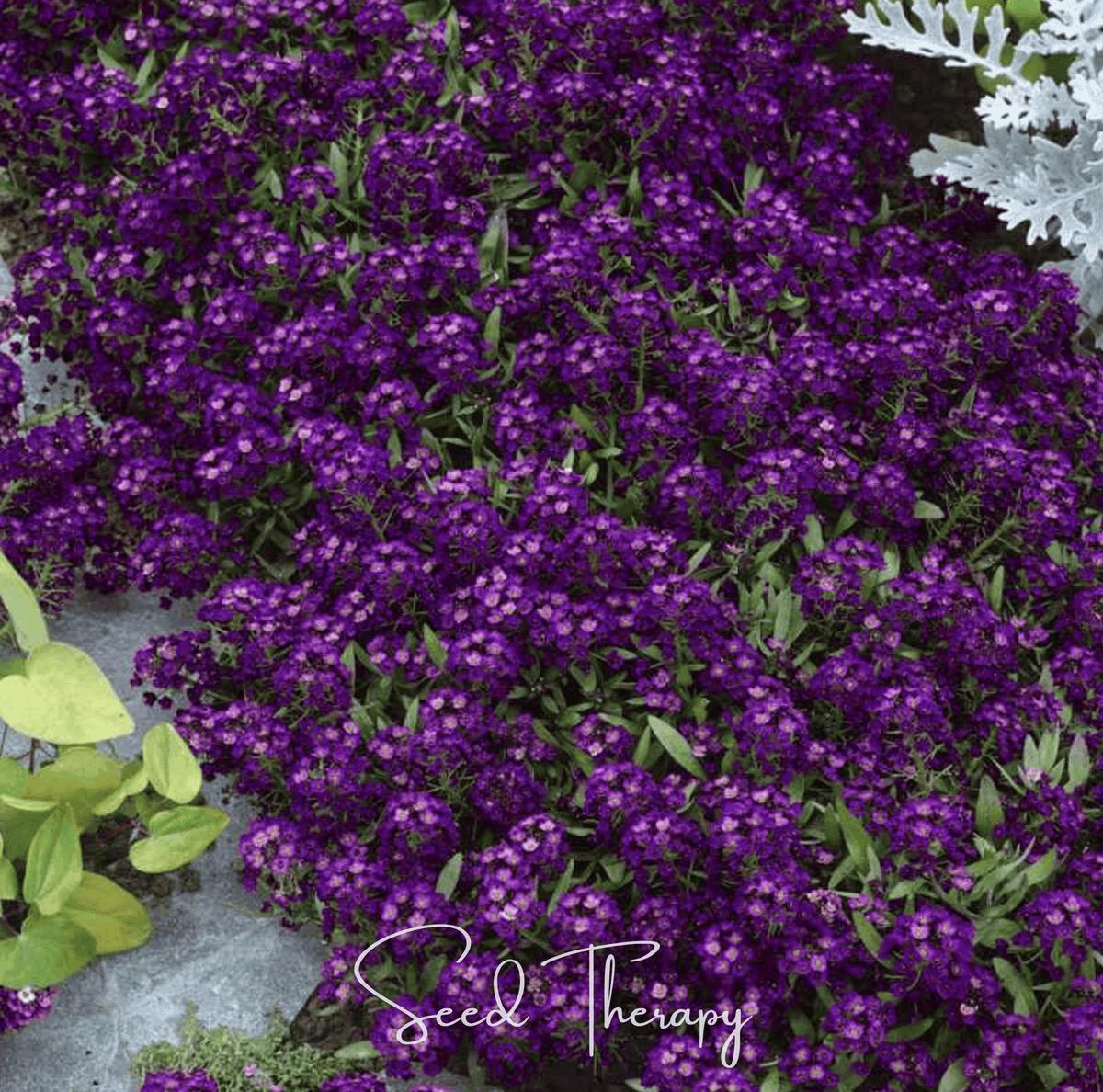 Oriental Nights Alyssum Seeds – Deep Purple Honey-Scented Carpet Flower Lobularia maritima, Annual, Low-Growing, Pollinator-Friendly