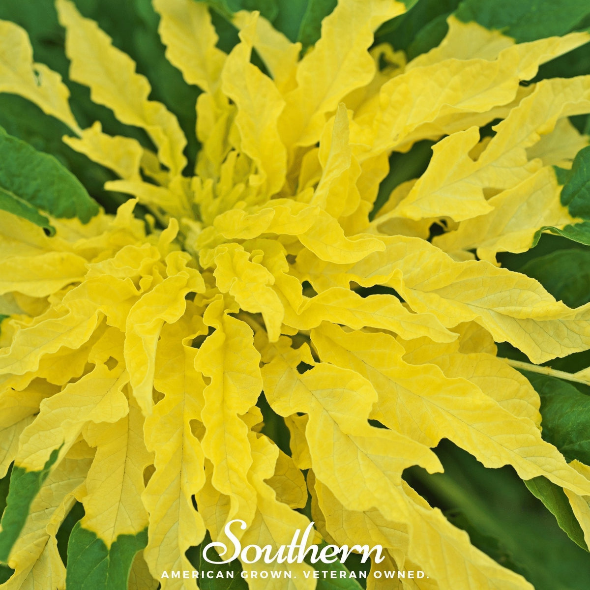Yellow Amaranth Seeds – Edible Heirloom, Bright Golden Foliage, 100 Non-GMO Open Pollinated, Ornamental & Nutritious Grain