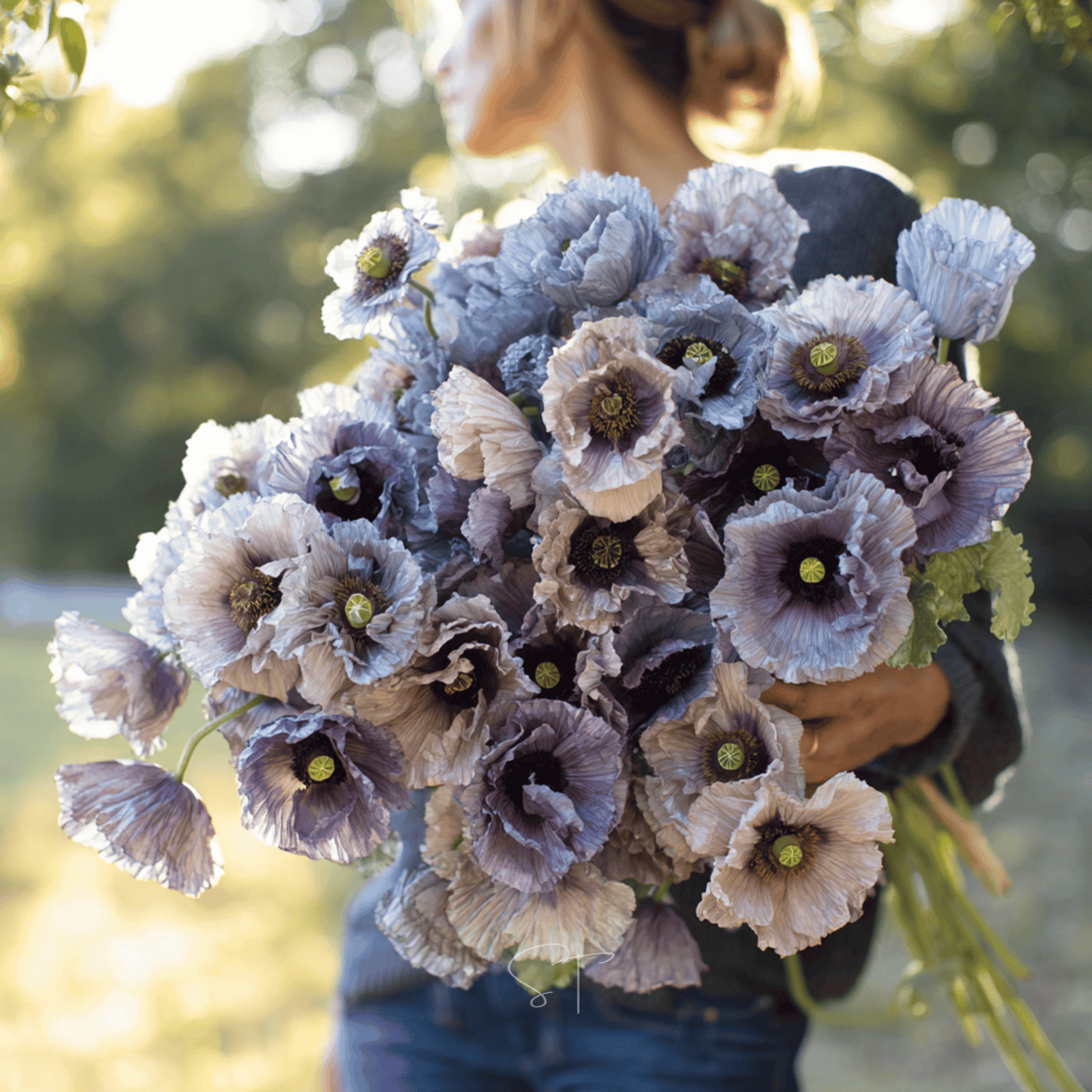 Amazing Grey Poppy Seeds – Heirloom Shirley Poppy in Smoky Silver-Grey, Open Pollinated, Non-GMO, Annual Flower, 25 Seeds