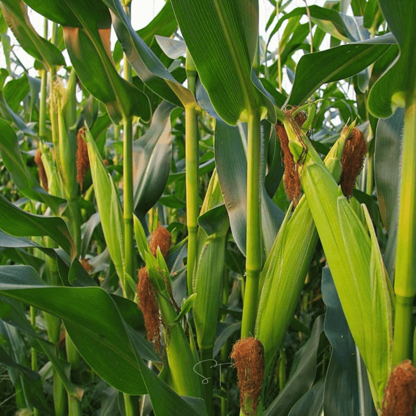 Ambrosia Corn – 30 Seeds