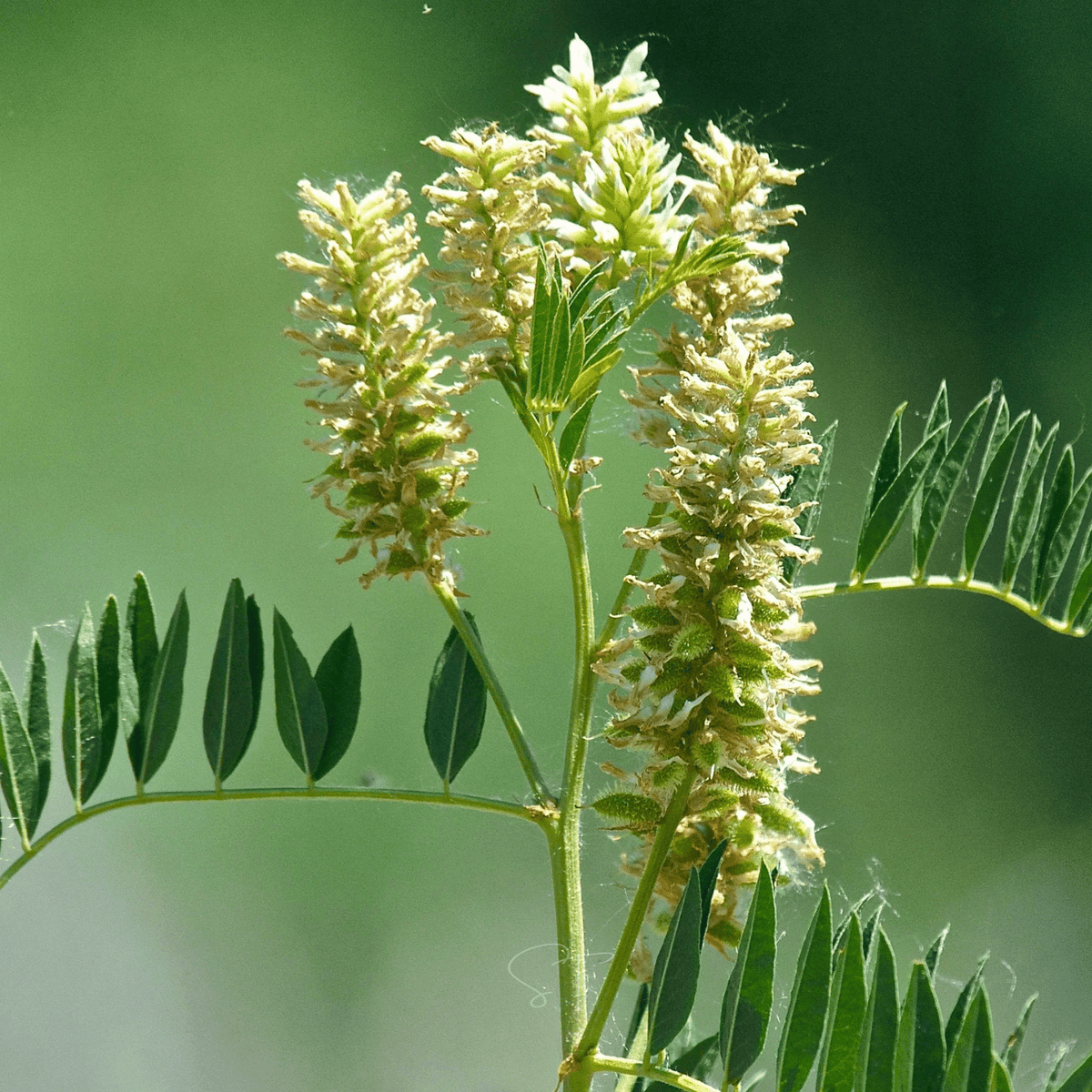 American Wild Licorice Seeds – Native Perennial Plant for Prairie Gardens, Glycyrrhiza lepidota, 40 Seeds