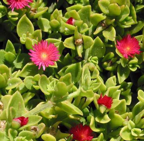 Aptenia Cordifolia Red Apple Cuttings – Unrooted Succulent Ground Cover, Bright Red-Pink Blooms, Drought-Tolerant, for Landscaping & Containers