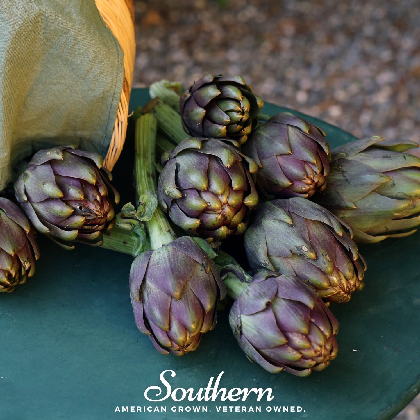 Purple Romagna Artichoke Seeds – Heirloom, Non-GMO, Open Pollinated, Gourmet Vegetable, USDA Zones 7-10