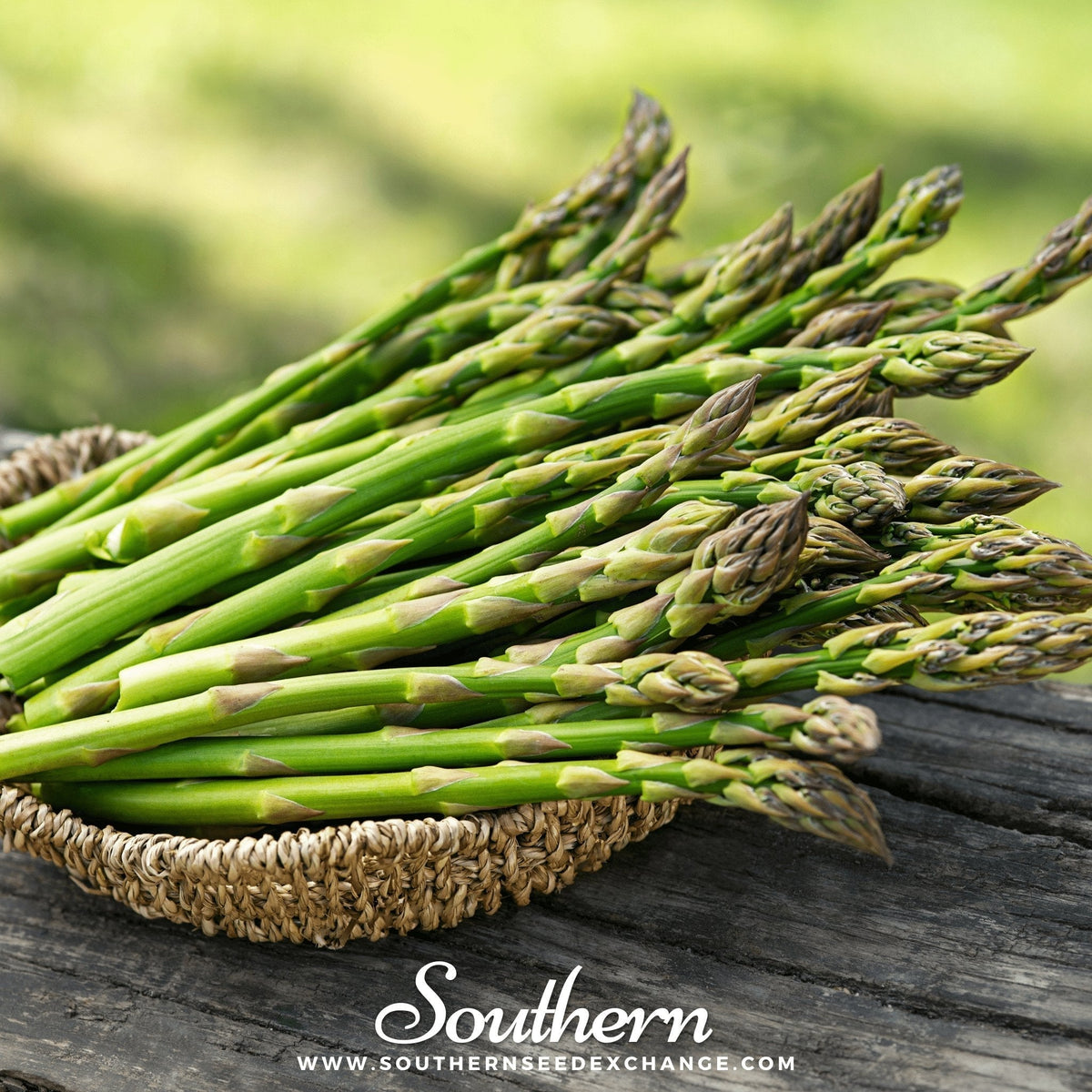 Mary Washington Asparagus Seeds – Heirloom, Non-GMO, Perennial, Gourmet Spear Producer, 50 Seeds