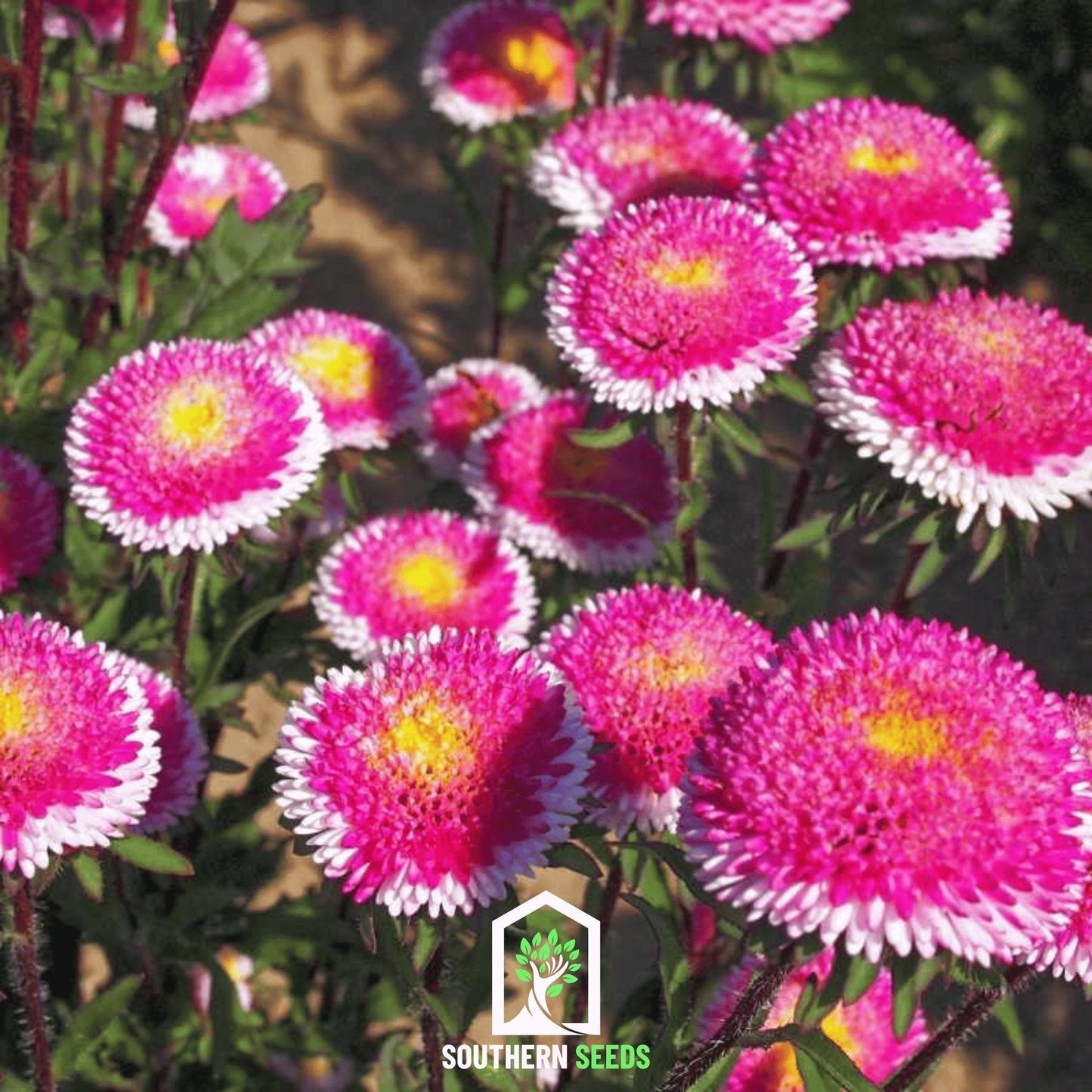 Hi-No-Maru Pompon Aster Seeds, Fully Double Red and White Button Flowers, Callistephus chinensis, Heirloom Annual