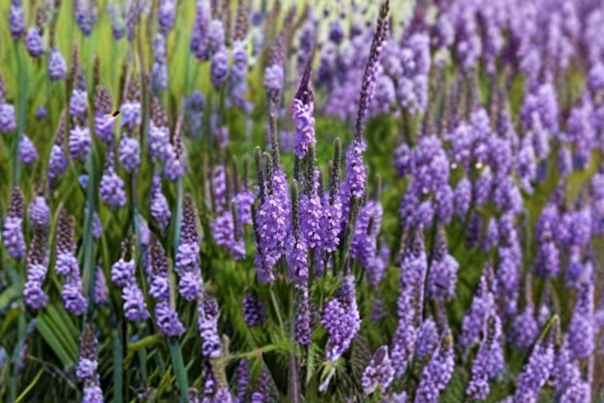 Hoary Vervain Seeds – Verbena stricta – Native Prairie Wildflower for Pollinator Gardens and Low-Maintenance Landscapes