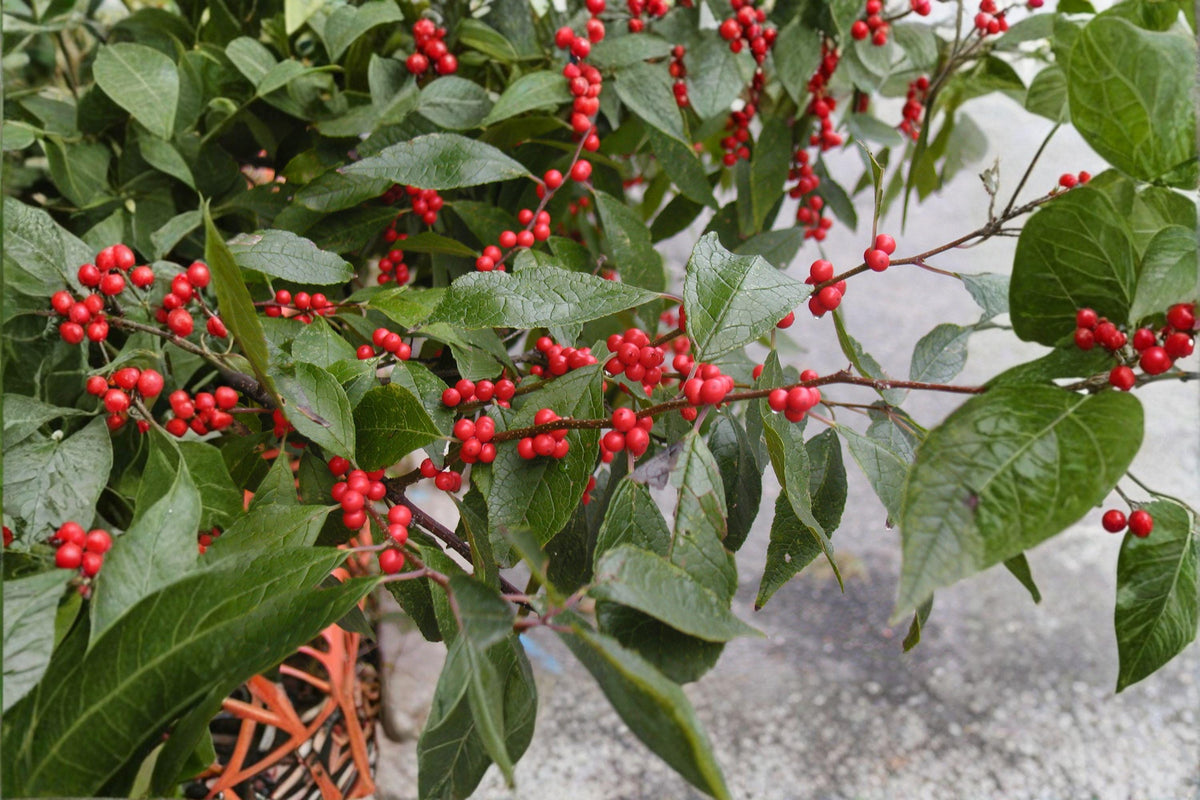 Winterberry Holly Seeds, Ilex verticillata, Red Berry Shrub, Native Ornamental Plant, Deciduous Shrub for Landscaping