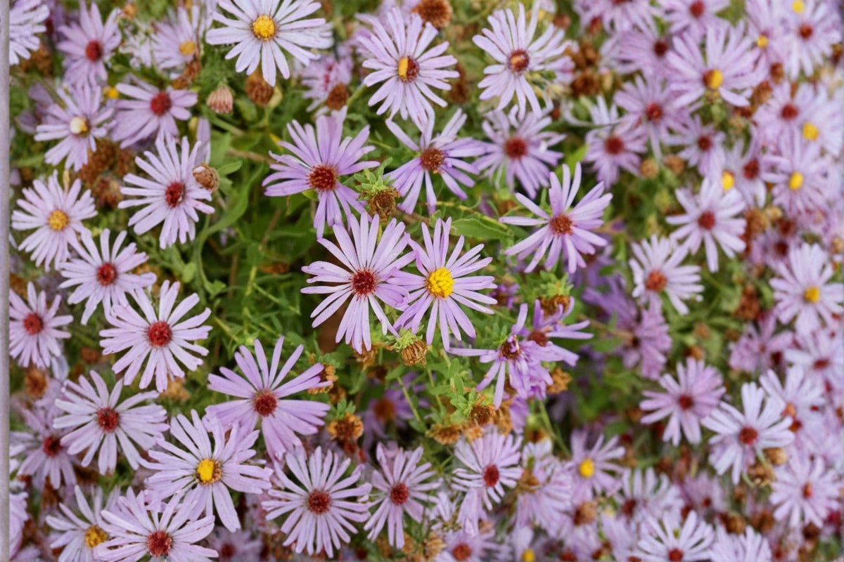 Aromatic Aster Seeds, Symphyotrichum oblongifolium, Native Wildflower, Fall Bloom, Pollinator Plant, Perennial, 100 Pack