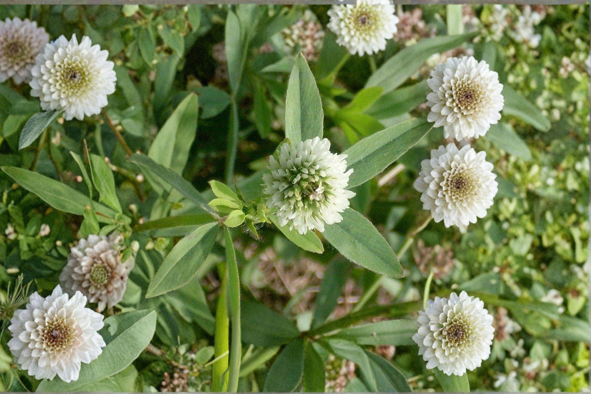 100 Berseem Clover Seeds Trifolium alexandrinum Egyptian Cover Crop Forage Legume Soil Improvement