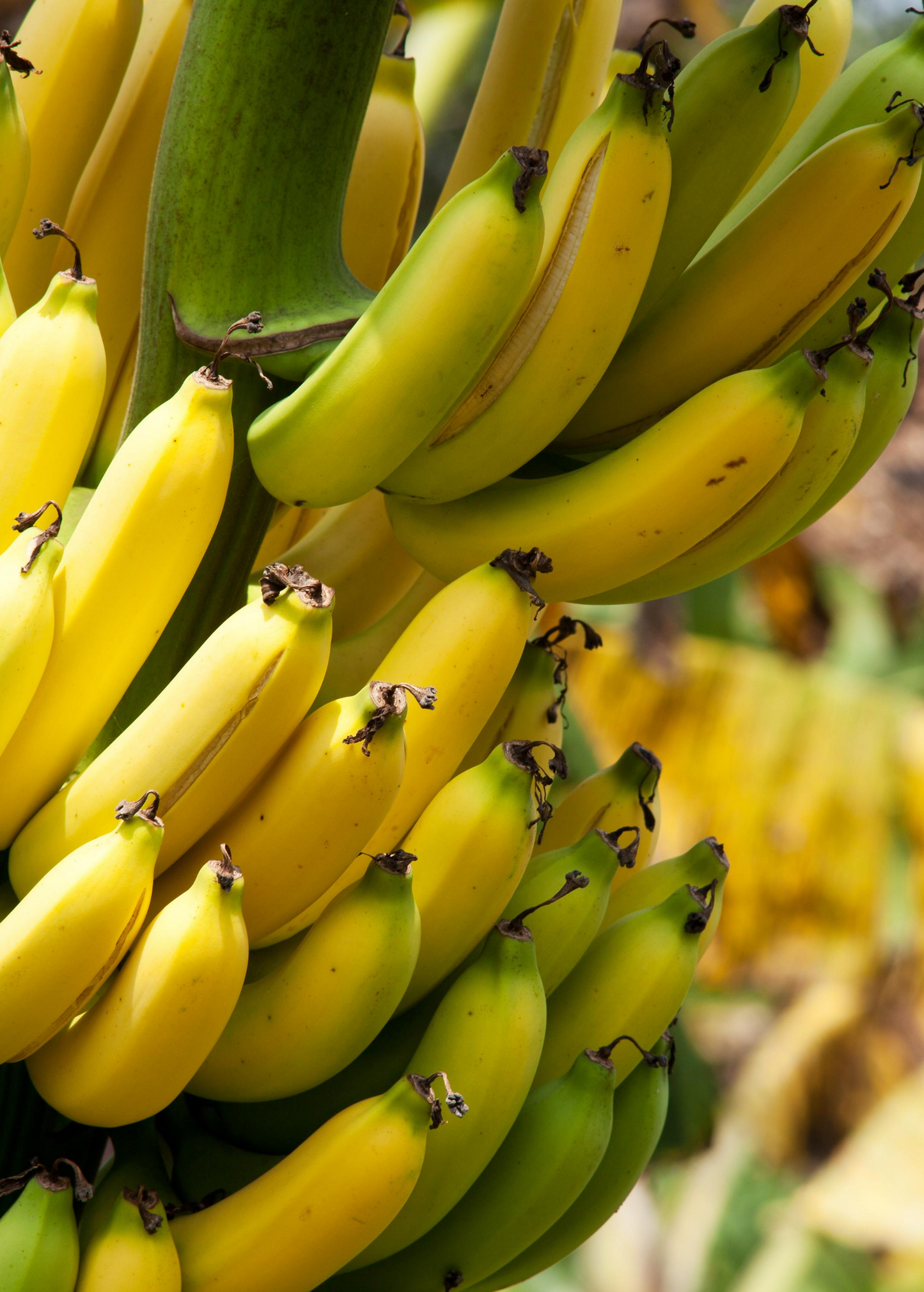 Banana Plant 'Gran Nain' Musa acuminata Tropical Fruit Plant for Gardening and Landscaping
