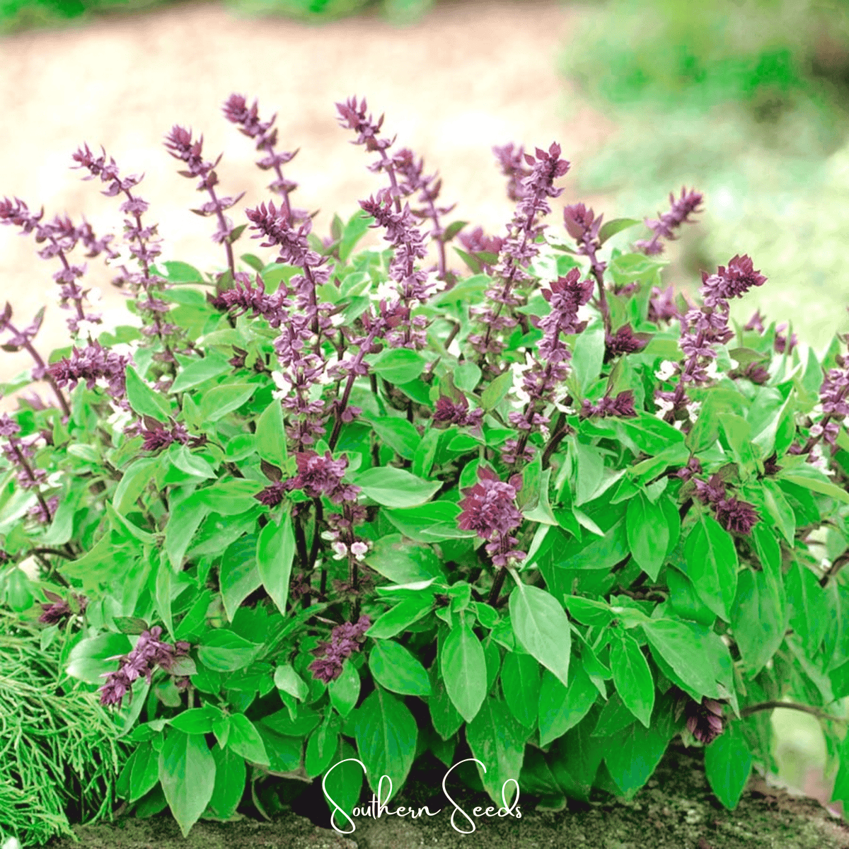 Blue Spice Basil Seeds – Heirloom, Lavender-Pink Flowers, Fragrant Leaves, Culinary & Ornamental, Ocimum basilicum