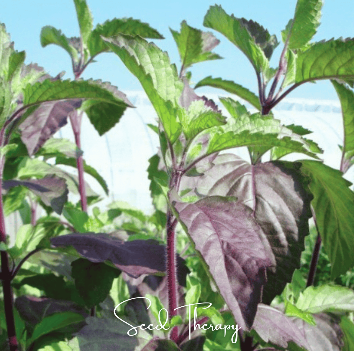 Red Holy Basil Seeds, 250 Non-GMO Heirloom Ocimum tenuiflorum, Sacred Tulsi Herb for Tea & Ornamental Gardening