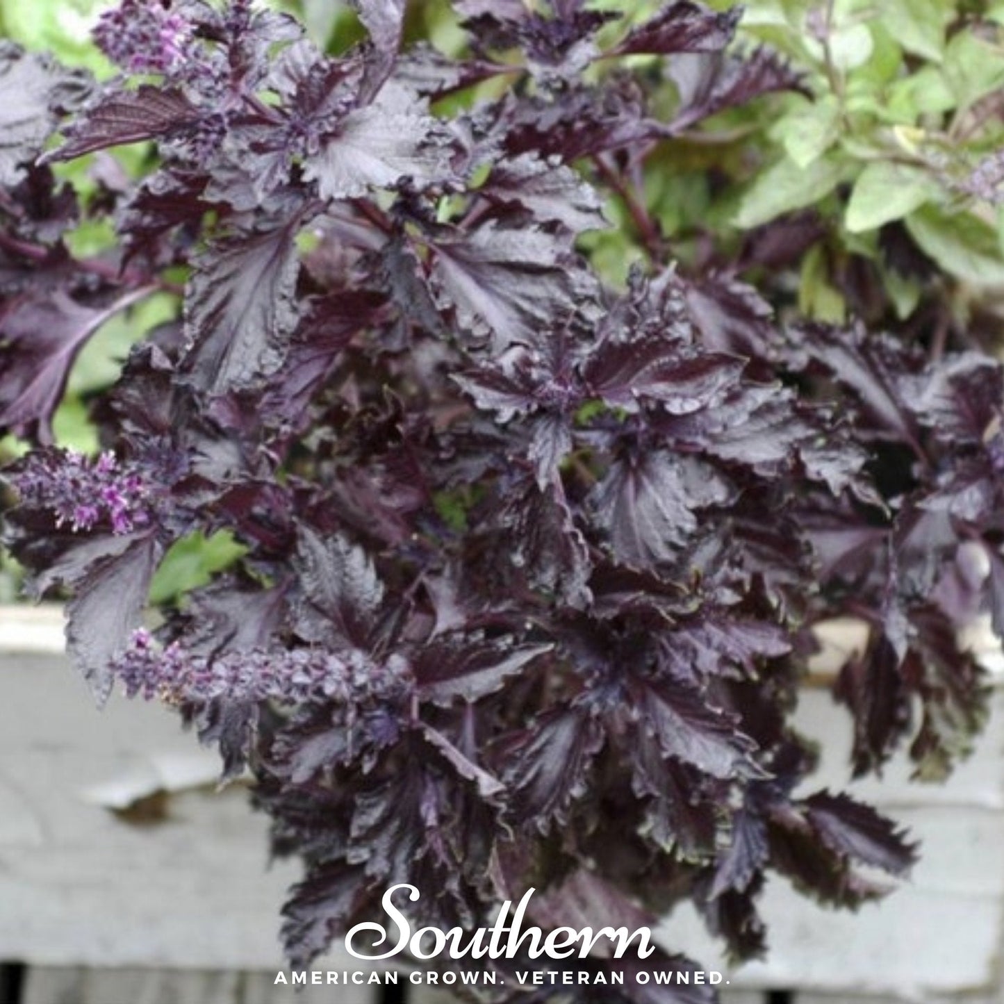 Purple Ruffles Basil Seeds – Heirloom, Non-GMO, Dark Purple, Ruffled Leaves, Culinary & Ornamental, Ocimum basilicum, 250 Seeds