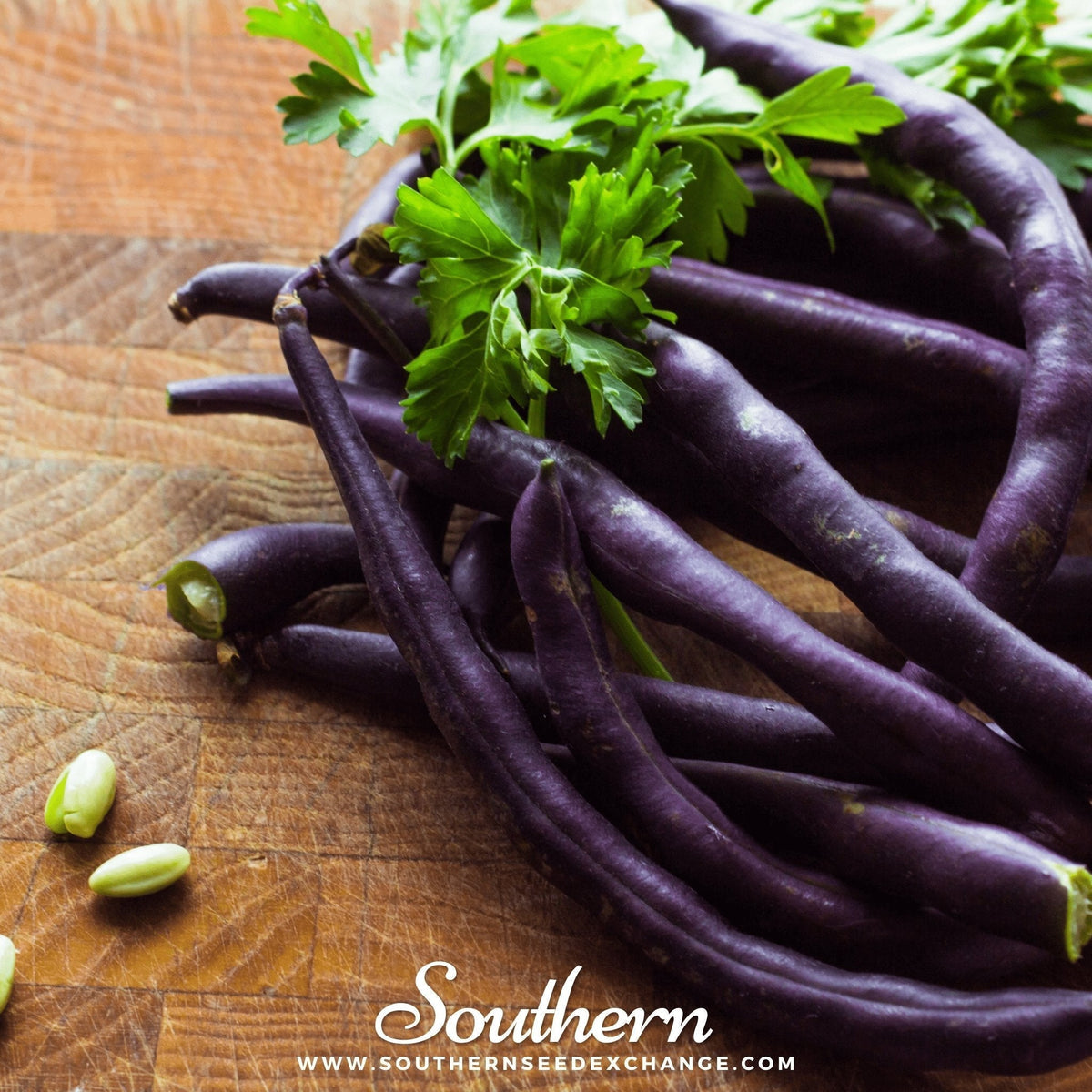 Royal Burgundy Bush Bean Seeds – Heirloom, Deep Purple Pods, Stringless, Edible, Non-GMO, 50 Seeds