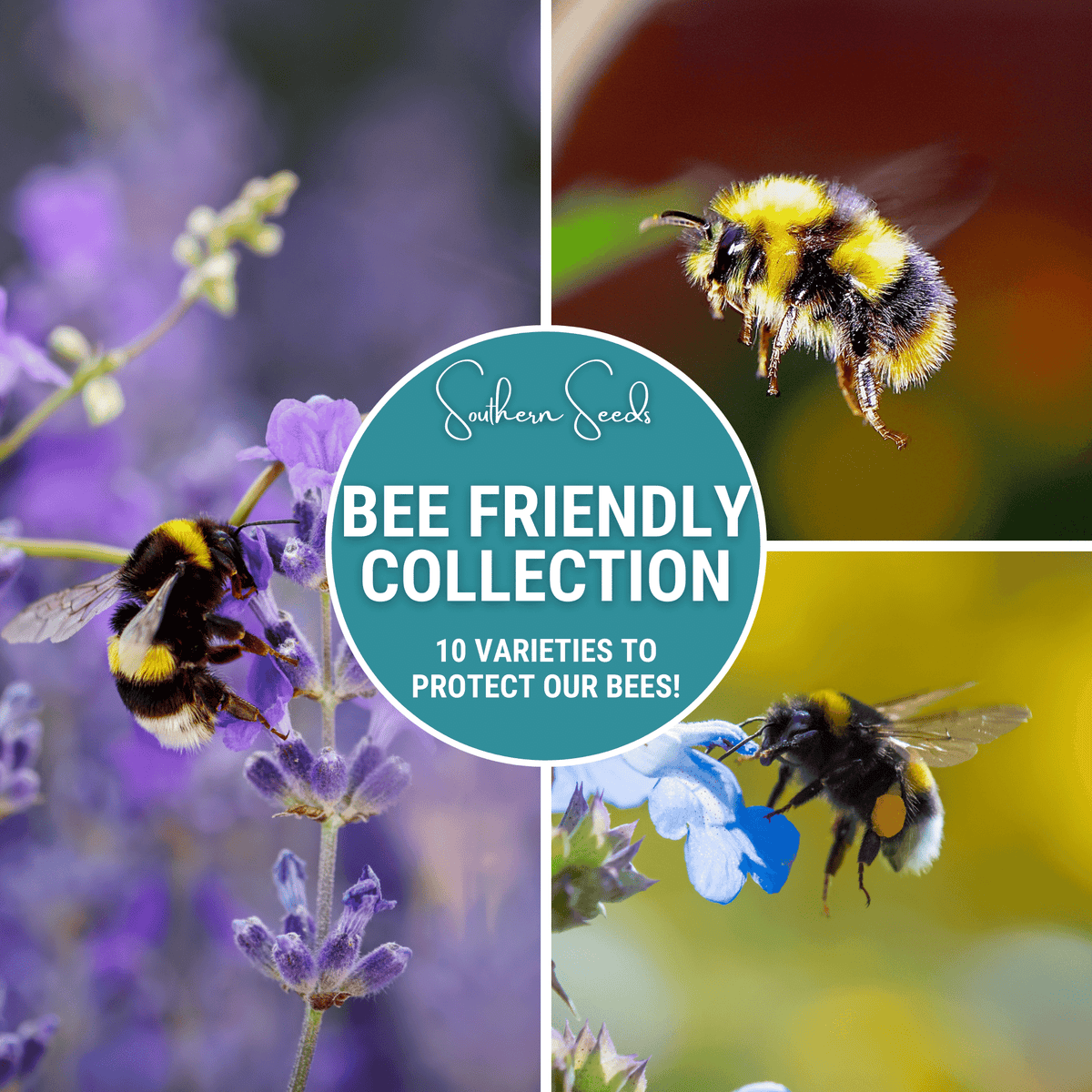 Bee Friendly Flower Seed Collection – 10 Varieties for Pollinator Support, Nectar & Pollen, Non-GMO, American-Grown