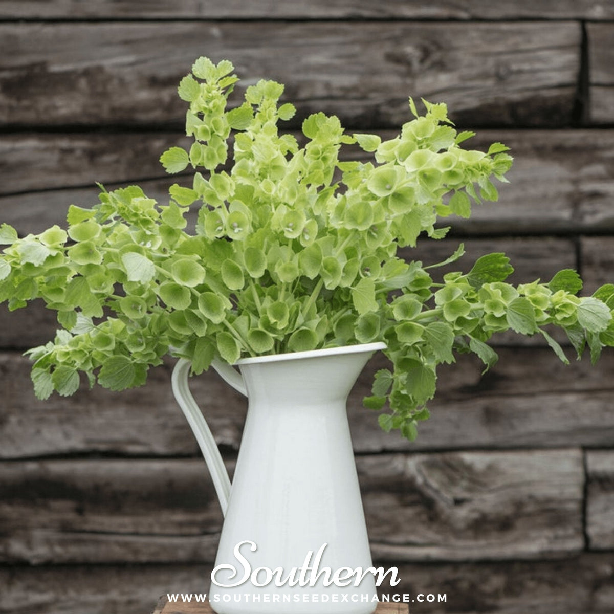 Bells of Ireland Seeds – 100 Heirloom, Open Pollinated, Apple-Green Bell-Shaped Calyxes, Long-Lasting Cut Flowers, Moluccella laevis
