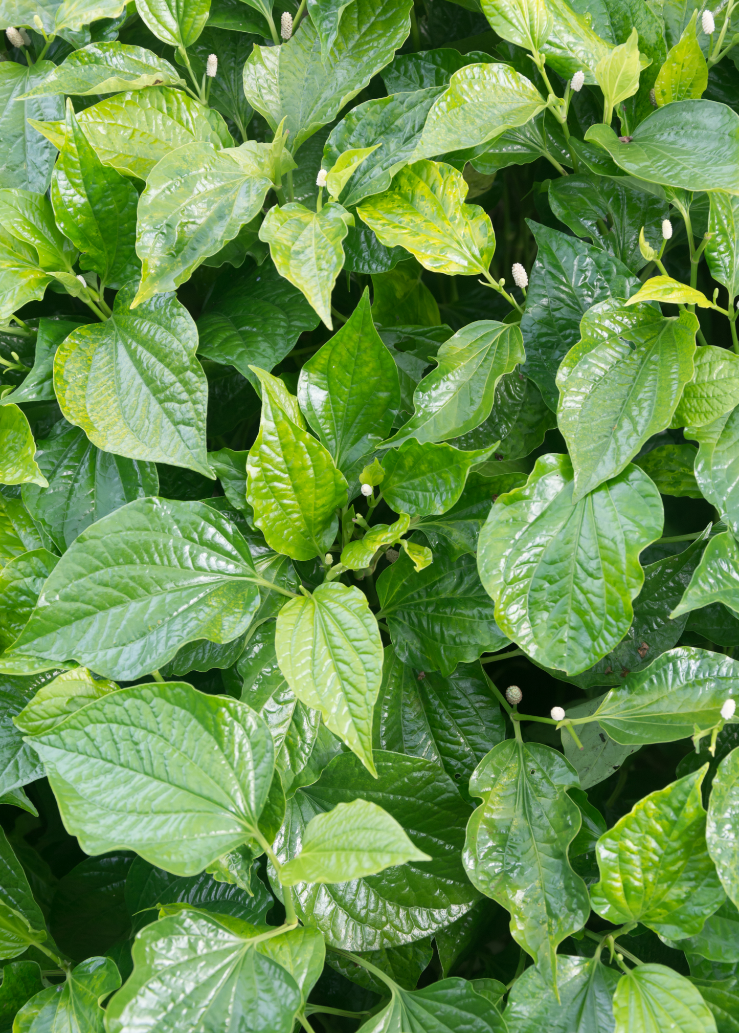 Betel Leaf Plant | Fresh Piper betle | Traditional Southeast Asian Herb & Ornamental Groundcover