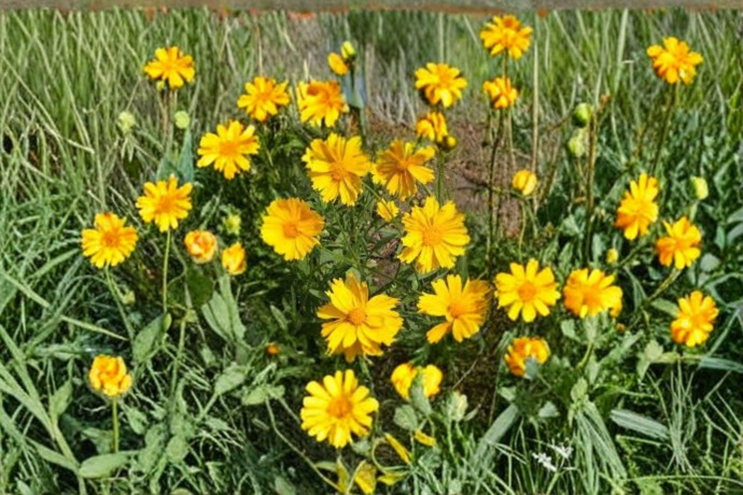 Coreopsis Lance-Leaved Dwarf Seeds – Bright Yellow Flowers, Native Perennial for Pollinators, Garden Borders & Wildflower Meadows
