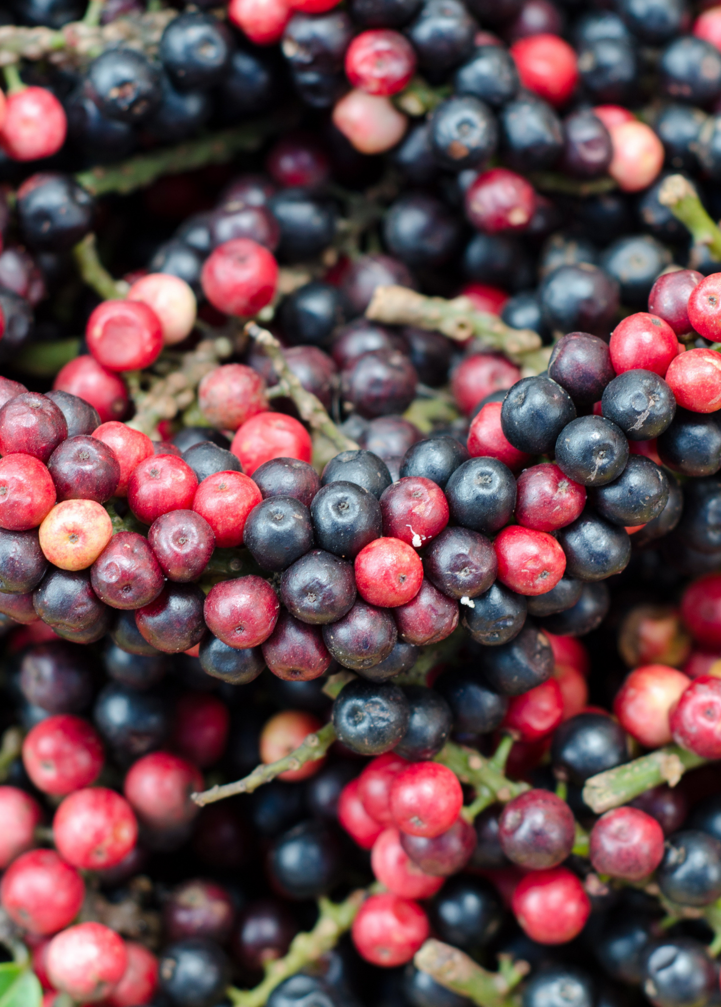 Bignay Fruit Tree Live Plant - Tropical Antidesma bunius for Juices, Jams & Ornamental Gardens